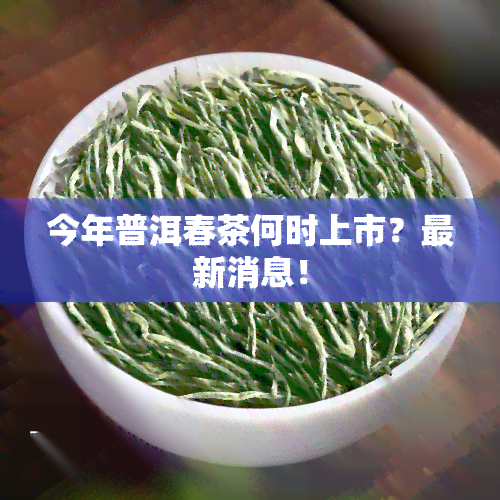 今年普洱春茶何时上市？最新消息！