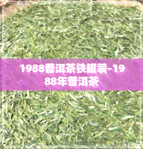 1988普洱茶铁罐装-1988年普洱茶