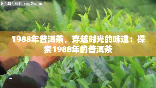 1988年普洱茶，穿越时光的味道：探索1988年的普洱茶