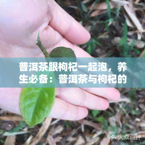 普洱茶跟枸杞一起泡，养生必备：普洱茶与枸杞的完美搭配，健加倍！