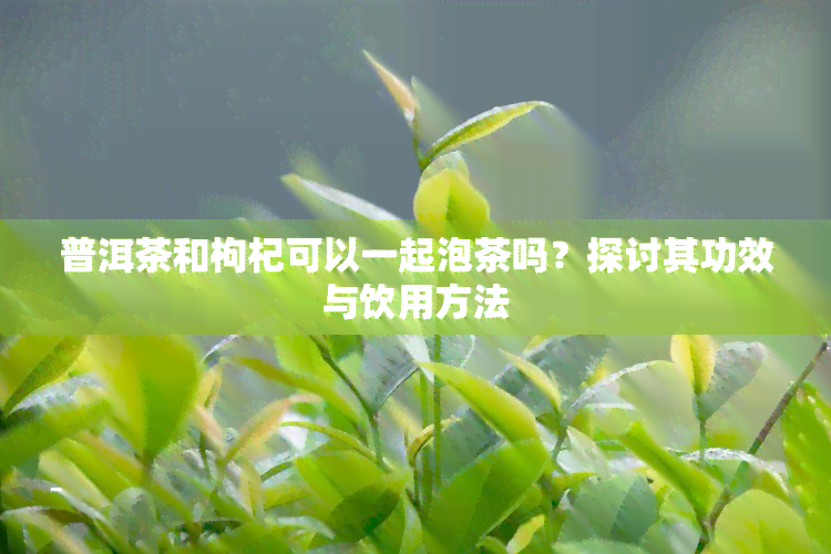 普洱茶和枸杞可以一起泡茶吗？探讨其功效与饮用方法