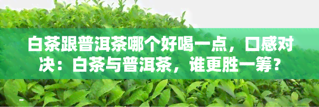 白茶跟普洱茶哪个好喝一点,口感对决:白茶与普洱茶,谁更胜一筹?