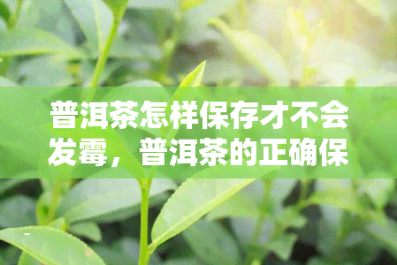 普洱茶怎样保存才不会发霉，普洱茶的正确保存方法，避免发霉变质！