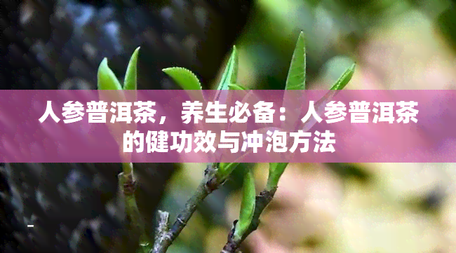 人参普洱茶，养生必备：人参普洱茶的健功效与冲泡方法