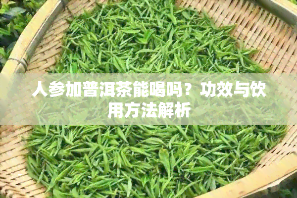 人参加普洱茶能喝吗？功效与饮用方法解析