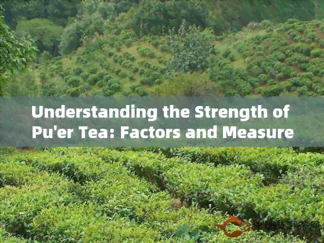 Understanding the Strength of Pu'er Tea: Factors and Measurement