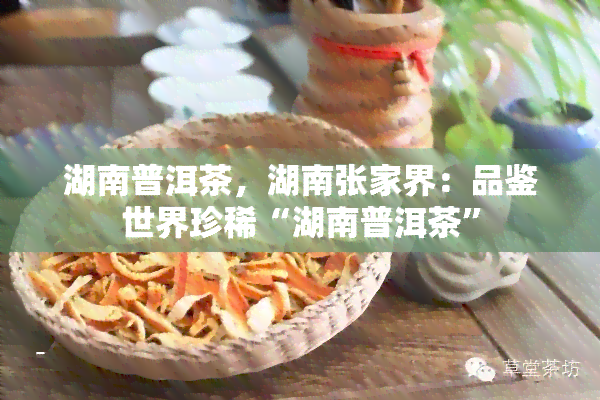 湖南普洱茶，湖南张家界：品鉴世界珍稀“湖南普洱茶”