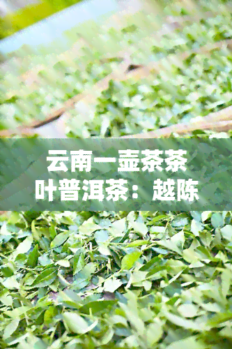 云南一壶茶茶叶普洱茶：越陈越香紧压茶，怎么样？云南一壶茶业