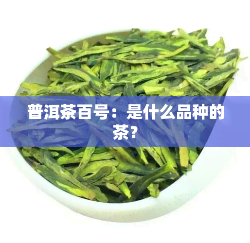 普洱茶百号：是什么品种的茶？