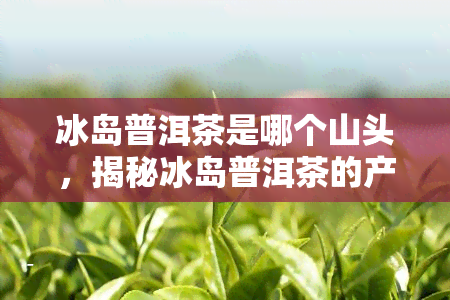 冰岛普洱茶是哪个山头，揭秘冰岛普洱茶的产地：它来自哪个山头？