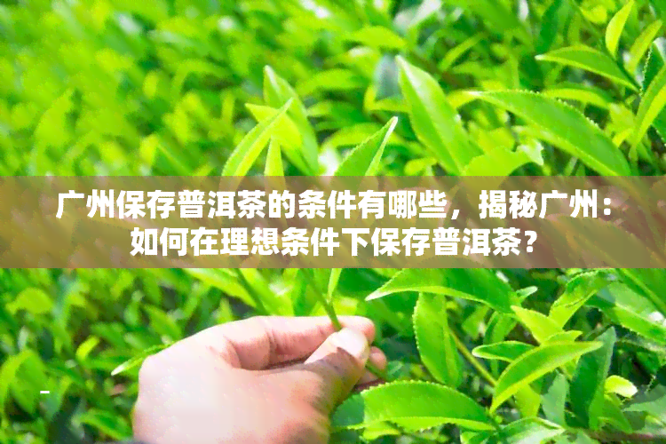 广州保存普洱茶的条件有哪些，揭秘广州：如何在理想条件下保存普洱茶？