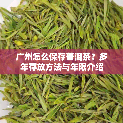 广州怎么保存普洱茶？多年存放方法与年限介绍