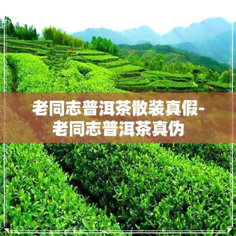 老同志普洱茶散装真假-老同志普洱茶真伪