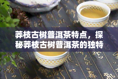 莽枝古树普洱茶特点，探秘莽枝古树普洱茶的独特魅力