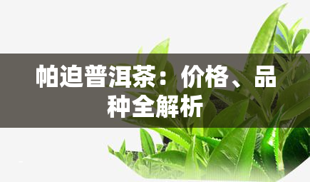 帕迫普洱茶：价格、品种全解析