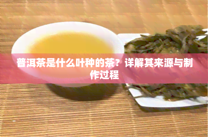 普洱茶是什么叶种的茶？详解其来源与制作过程