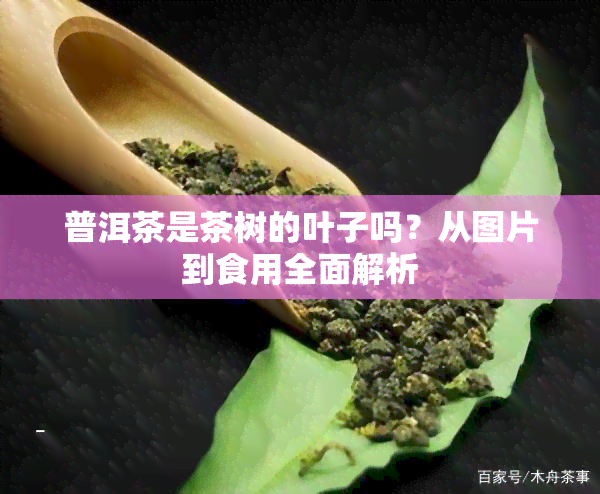 普洱茶是茶树的叶子吗？从图片到食用全面解析