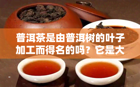 普洱茶是由普洱树的叶子加工而得名的吗？它是大叶子还是小叶子制成的？