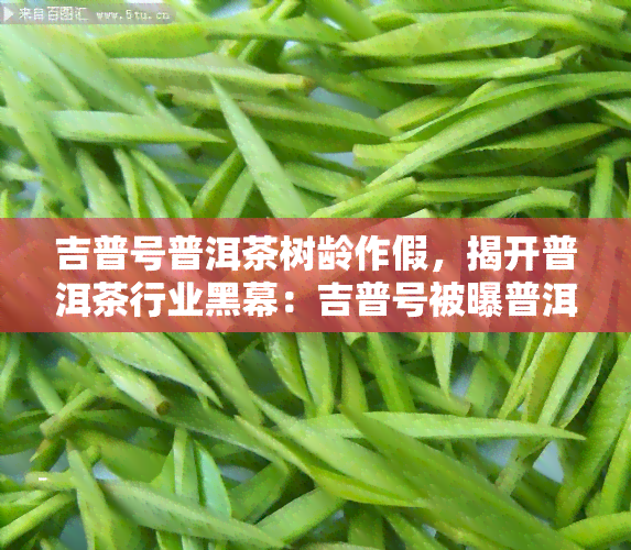 吉普号普洱茶树龄作假，揭开普洱茶行业黑幕：吉普号被曝普洱茶树龄造假