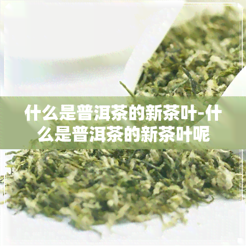 什么是普洱茶的新茶叶-什么是普洱茶的新茶叶呢