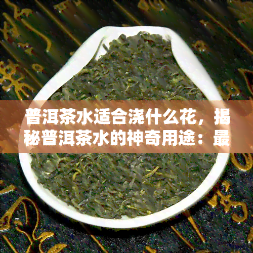 普洱茶水适合浇什么花，揭秘普洱茶水的神奇用途：最适合浇哪些花卉？