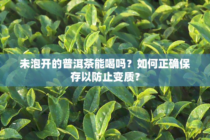 未泡开的普洱茶能喝吗？如何正确保存以防止变质？