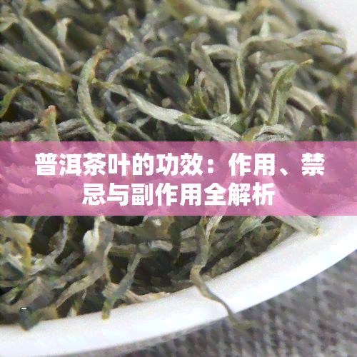 普洱茶叶的功效：作用、禁忌与副作用全解析