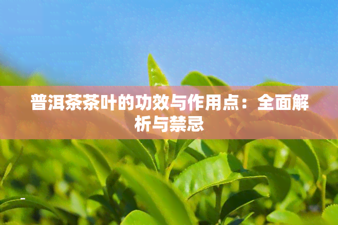 普洱茶茶叶的功效与作用点：全面解析与禁忌