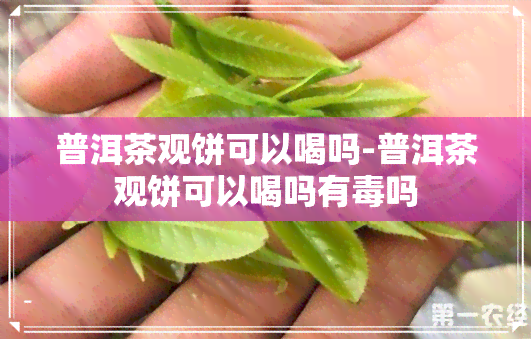 普洱茶观饼可以喝吗-普洱茶观饼可以喝吗有吗