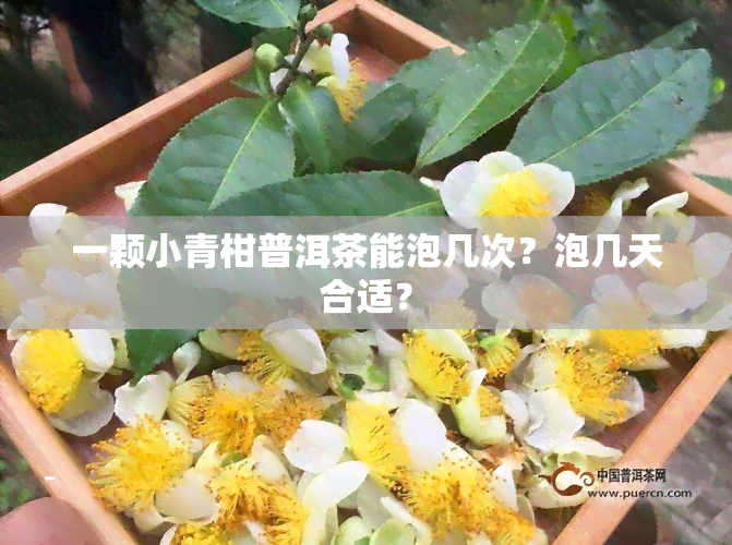 一颗小青柑普洱茶能泡几次？泡几天合适？