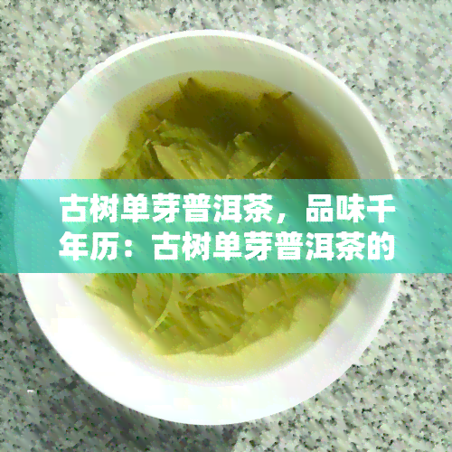 古树单芽普洱茶，品味千年历：古树单芽普洱茶的魅力探究