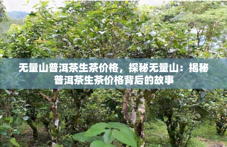 无量山普洱茶生茶价格，探秘无量山：揭秘普洱茶生茶价格背后的故事