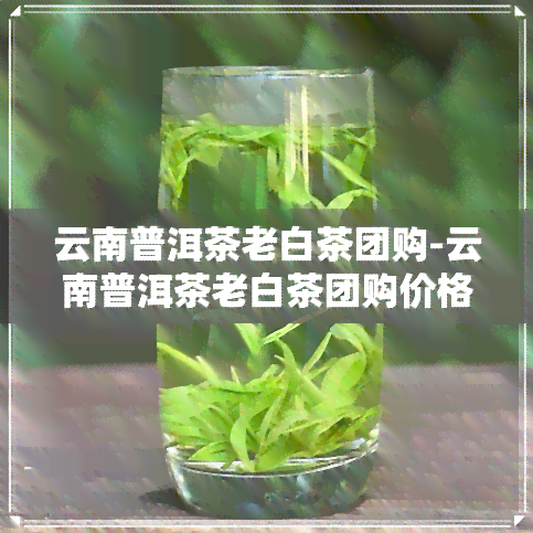 云南普洱茶老白茶团购-云南普洱茶老白茶团购价格表