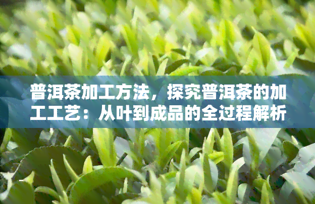 普洱茶加工方法，探究普洱茶的加工工艺：从叶到成品的全过程解析