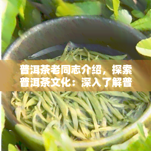 普洱茶老同志介绍，探索普洱茶文化：深入了解普洱茶老同志