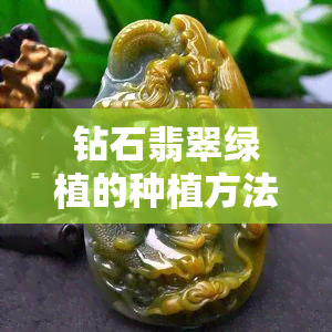 钻石翡翠绿植的种植方法与养护技巧全攻略