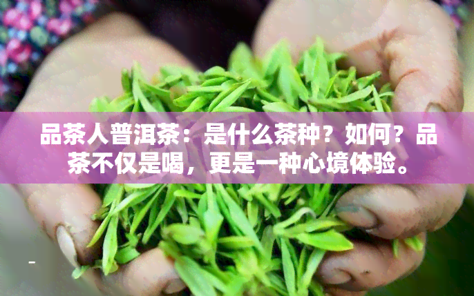 品茶人普洱茶：是什么茶种？如何？品茶不仅是喝，更是一种心境体验。