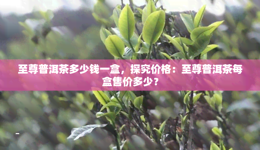 至尊普洱茶多少钱一盒，探究价格：至尊普洱茶每盒售价多少？