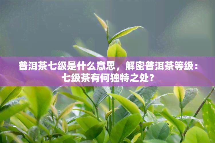 普洱茶七级是什么意思，解密普洱茶等级：七级茶有何独特之处？