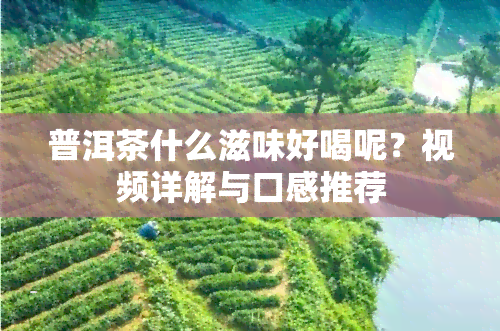 普洱茶什么滋味好喝呢？视频详解与口感推荐