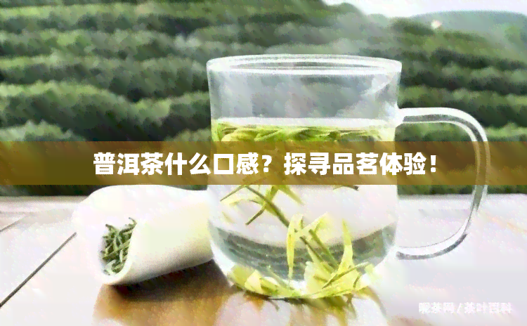 普洱茶什么口感？探寻品茗体验！