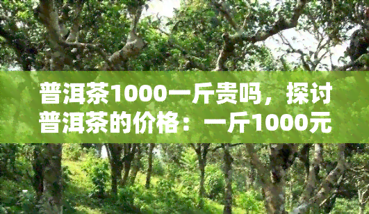 普洱茶1000一斤贵吗，探讨普洱茶的价格：一斤1000元是否算贵？