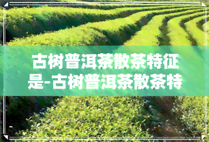 古树普洱茶散茶特征是-古树普洱茶散茶特征是什么