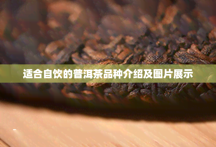 适合自饮的普洱茶品种介绍及图片展示