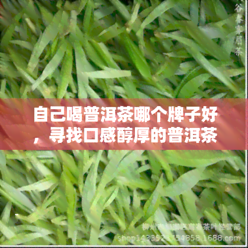 自己喝普洱茶哪个牌子好，寻找口感醇厚的普洱茶？看这里！