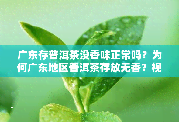 广东存普洱茶没香味正常吗？为何广东地区普洱茶存放无香？视频解析