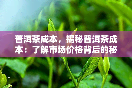 普洱茶成本，揭秘普洱茶成本：了解市场价格背后的秘密