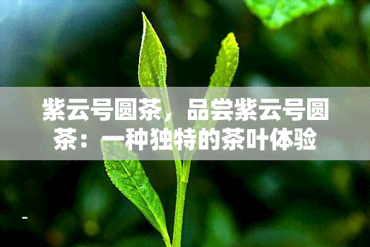 紫云号圆茶，品尝紫云号圆茶：一种独特的茶叶体验