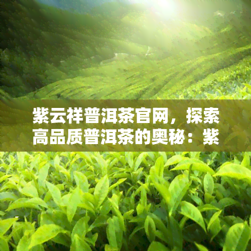 紫云祥普洱茶官网，探索高品质普洱茶的奥秘：紫云祥普洱茶官网