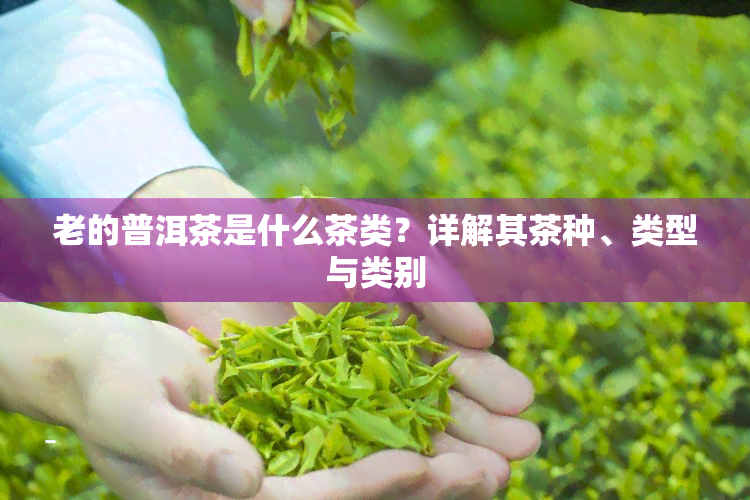 老的普洱茶是什么茶类？详解其茶种、类型与类别